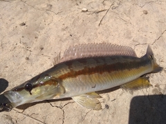 Crenicichla vittata