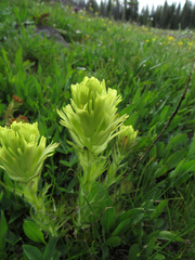 Castilleja cusickii
