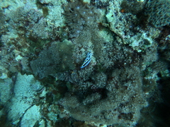 Phyllidia coelestis