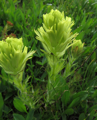 Castilleja cusickii