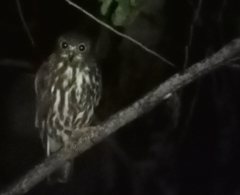 Ninox japonica