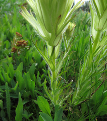 Castilleja cusickii