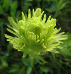 Castilleja cusickii