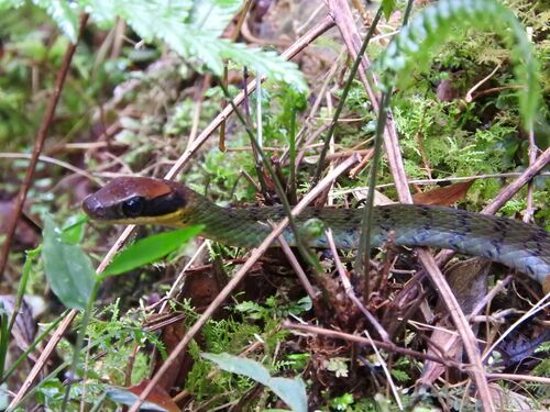 Photo of a Clark's Forest Racer (Dendrophidion clarkii)