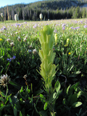 Castilleja cusickii