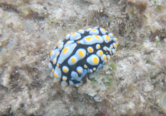 Phyllidia varicosa