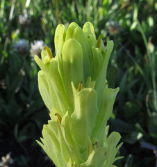 Castilleja cusickii