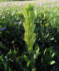 Castilleja cusickii