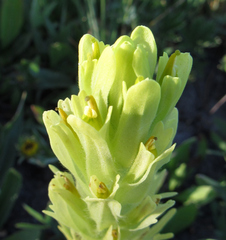 Castilleja cusickii