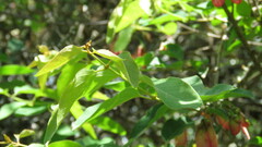 Heteropterys dumetorum