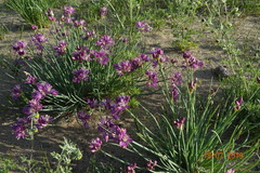 Allium mongolicum