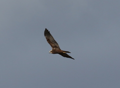 Circus aeruginosus aeruginosus