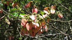 Heteropterys dumetorum