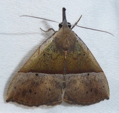 Hypena iconicalis