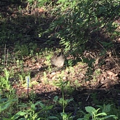 Lagomorpha