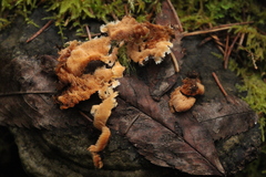 Mycoacia aurea