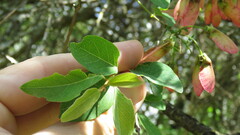 Heteropterys dumetorum