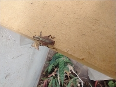 Naupactus xanthographus