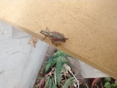 Naupactus xanthographus