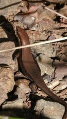 Eutropis macularia