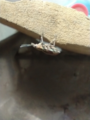 Naupactus xanthographus