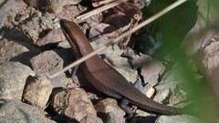 Eutropis macularia