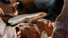 Eutropis macularia