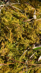 Thuidium delicatulum