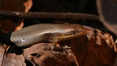 Eutropis macularia