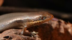 Eutropis macularia