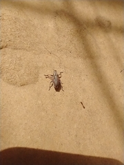 Naupactus xanthographus