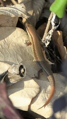 Eutropis macularia