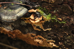 Mycoacia aurea