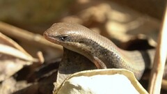 Eutropis macularia