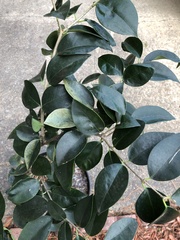 Camellia sasanqua