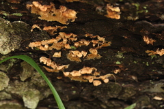 Mycoacia aurea