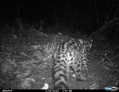 Leopardus wiedii