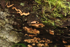 Mycoacia aurea