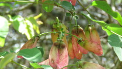 Heteropterys dumetorum