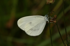 Leptidea juvernica
