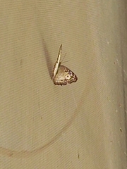 Anartia jatrophae