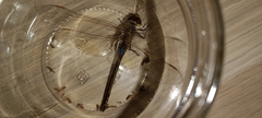Anax ephippiger