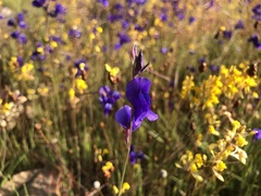Utricularia delphinioides