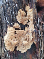 Subantrodia juniperina