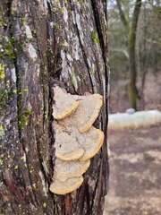 Subantrodia juniperina