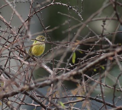 Setophaga palmarum hypochrysea