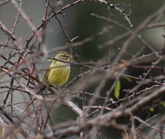 Setophaga palmarum hypochrysea