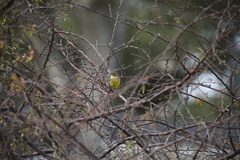Setophaga palmarum hypochrysea