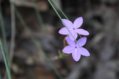 Pseuderanthemum