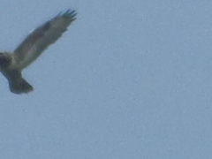Buteo buteo